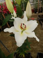 [4287 Silverside Mak No02.JPG]